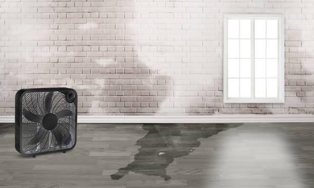 Best Professional water damage repair  in Rosedale, LA